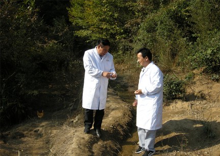 康美来集团云湶谷农场大别山散养土鸡已进入灵芝蛋产蛋初期