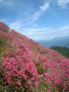 摸云山下：云湶谷杜鹃红生态农场！
